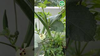 Terrace garden ideas Part 1  How to choose seeds for garden terracegardening terracegarden [upl. by Erde]