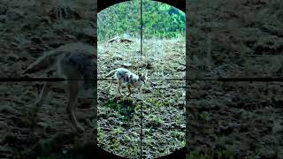 coyote hunting with sniper rifle coyote hunting animals snipers shorts wildlife [upl. by Faubert]