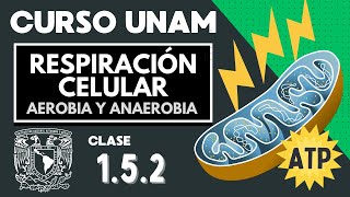 🌱 RESPIRACIÓN  Anaerobia y aerobia  Examen UNAM  Glucólisis  Fermentación  Balance energético [upl. by Kilam]