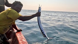 Catching Plenty of Needle Fish in the Sea [upl. by Hayila]