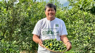 3M per ha per month kita sa Kalamansi farm sa Zamboanga City Bakit mas mataas kaysa sa Luzon [upl. by Cottrell]