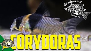 How to Breed Corydoras by Eric Bodrock at Cataclysm 2017 [upl. by Bond]