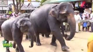 Herd of elephants Pinnawala Elephant Orphanage [upl. by Aelahc]