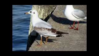 Mouettes rieuses wmv [upl. by Yditsahc275]