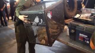 Coyote captured at downtown parkade [upl. by Schwing]