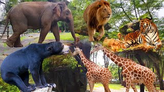 TAMAN SAFARI INDONESIA BOGOR New 2020 [upl. by Yseult]