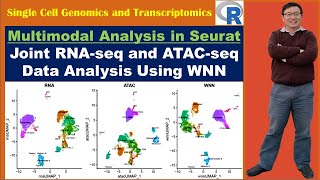 Multimodal Analysis in Seurat Joint RNA and ATAC Data Analysis Using WNN [upl. by Azilef]