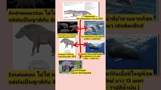 วาฬบนบก 🐳 คือ 🦛 บรรพบุรุษของ ฮิปโปโปเตมัส โลมา JPS11 AmbulocetusAndrewsarchusEntelodont [upl. by Yleak]