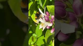 Bourdon qui butine fleur de citronnier interstellar bee lemon insectes [upl. by Ullyot]