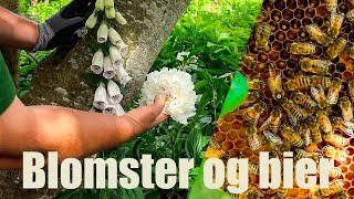 Blomster og Bier i Majbritts Vestjyske Haveparadis [upl. by Yantruoc]