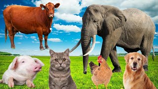 Farm animal sounds cows chickens ducks dogs cats Animal moments [upl. by Becket]