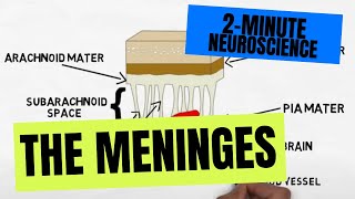 2Minute Neuroscience The Meninges [upl. by Hyps523]