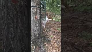 Squirrel Dog Mountain Feist Pup Training [upl. by Atonsah]