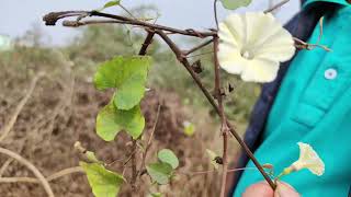 Ipomoea obscura a medicinal plant of Odisha Dr Sanjeet Kumar medicinalplant pharmacology [upl. by Akenet]