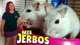 Enseñando la jaula y el jerbo nuevo 🐹 [upl. by Leggett]