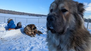 Winter Kennel for Caucasian Shepherds staying outside in Alberta Canada [upl. by Letha588]