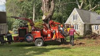 STUMP REMOVAL VIDEO ADD CREATED BY Ai IN JUST A FEW MINUTES WITH JUST A FEW WORDS [upl. by Kleeman993]