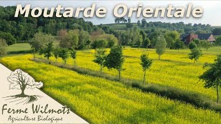 Moutarde Orientale Du Semis au Triage [upl. by Viridis449]