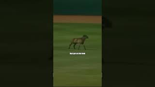 Weirdest Minor League Baseball Moments [upl. by Chester]