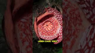 BUNGA RAFFLESIA ARNOLDI [upl. by Wivinah851]