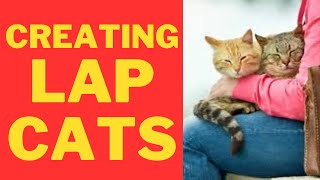 quotHow to Encourage Your Cat to Sit on Your Lap A Guide to Building Trust and Comfortquot [upl. by Ledairam]