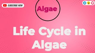 Life Cycle in Algae Phycology botany Phycology algae lifecycle haploid diploid biology [upl. by Aivilys522]