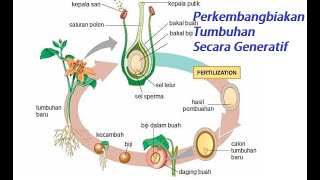 Perkembangbiakan Tumbuhan Secara Generatif Materi Kelas 6 Tema 1 Mupel IPA [upl. by Celinka]