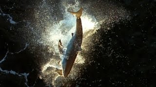 Great White Shark Breaks Into Cage RAW VIDEO [upl. by Wardlaw]