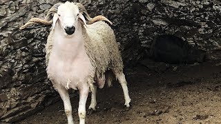 Mouton marocaine sardi Eid Al Adha 2017 [upl. by Ledoux378]