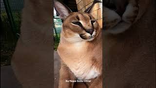 Gosha Kerr  Big Floppa caracal [upl. by Balbur295]