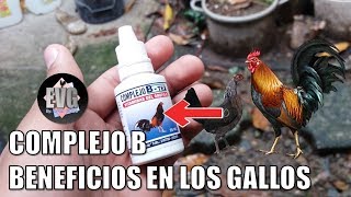 ¿Como Vitaminizar a los gallos y gallinas con Complejo B [upl. by Enawtna]