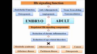 BIOESSAYS WileyBlackwell Hedgehog signaling as an antagonist of ageing [upl. by Danna17]