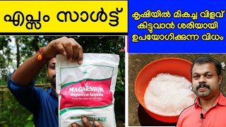 എപ്സം സാൾട്ട് ശരിയായി ഉപയോഗിക്കുന്ന രീതികൾ  How to use Epsom Salt for Plants  Epsom Salts Benefits [upl. by Eiramaliehs]