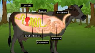 Digestion in Grass Eating Animals  Macmillan Education India [upl. by Lapham526]