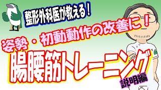 【整形外科医が教える！】姿勢をよくしたい人へ！ 腸腰筋トレーニング方法 [upl. by Lennahs804]