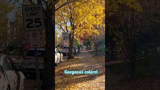 Gorgeous Ginkgo ytshorts short nature colors relaxing walking fall happy joy fun tree [upl. by Karlow466]