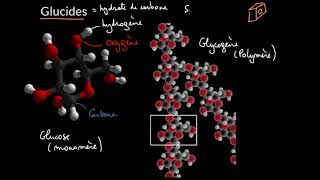 Introduction aux glucides [upl. by Eyks]