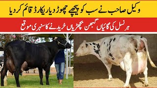 Subhan Dairy Farm  Girlando Cow In Pakistan  HF Cow  Cross Cow  Milking Cow  Pk Janwar Mandi [upl. by Riana]