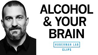 What Alcohol Does to Your Brain  Dr Andrew Huberman [upl. by Colt]