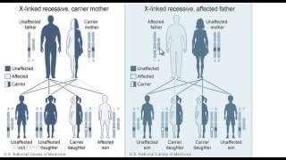 Test Medicina  Malattie x linked Recessive e Dominanti [upl. by Yaned]