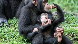 Chimp Life Diary  BBC [upl. by Nwahsaj]