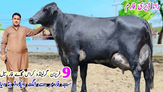 Garlando Croos Cow  Australian Friesian Cow  jersey Cross Cow  pk Janwar mandi [upl. by Tindall]