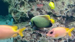 Longhorn Cowfish  Colorful Reef Fish At Georgia Aquarium [upl. by Kayle288]