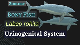 Labeo rohita  Urinogenital System  Zoology [upl. by Pilar901]