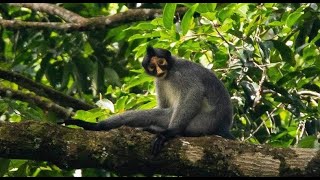 Sabah Grizzled Langur—Threatened By Hunting [upl. by Okin]