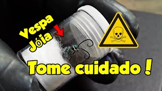 VESPA JÃ“IA TRANSFORMA BARATA EM ZUMBI  AMPULEX COMPRESSA [upl. by Miriam]