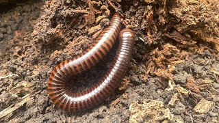 Millipedes are cylindrical [upl. by Longley]