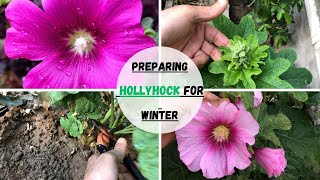 How To Prepare Hollyhock Plants For Winter hollyhock gardening gardeningtips plantcare viral 🌸🌿 [upl. by Gerger]