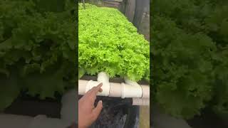 Hydroponic farming at Home 🏠 farmingtechonology shorts [upl. by Mari]