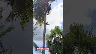 coconut tree working in PART 2 [upl. by Nilauqcaj]